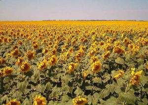 Credit:Wikipedia.Sunflower Fields in North Dakota. One of my favorite memories.